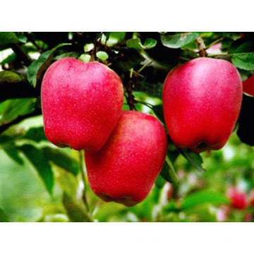 Fresh Red Apple with Top Quality